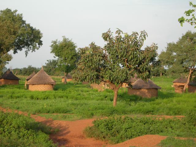 Mangue au Burkina - Autre Mali